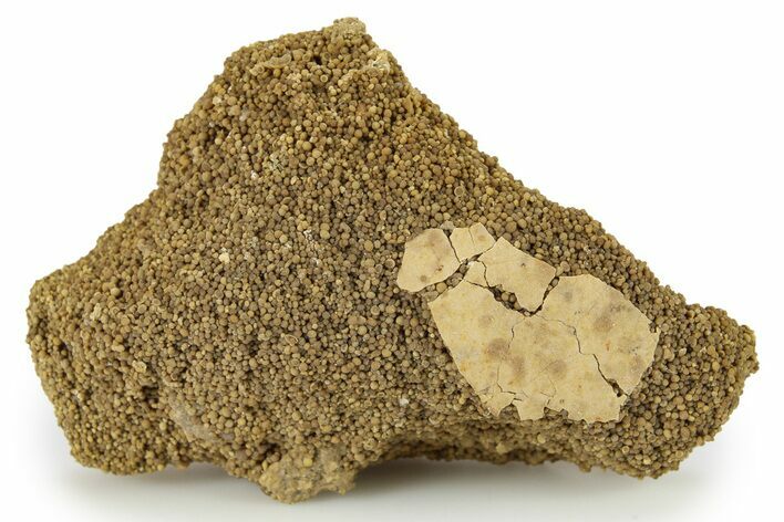 Fossil Bird Egg Shell - France #293718